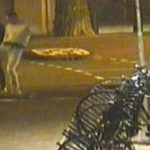 Belgische ‘Kopschopper’ geeft interview bij PowNews