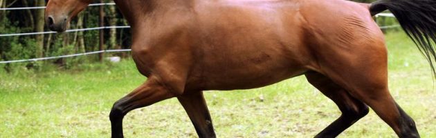 Poll: Paardenvlees? Ze moeten niet zo zeiken!